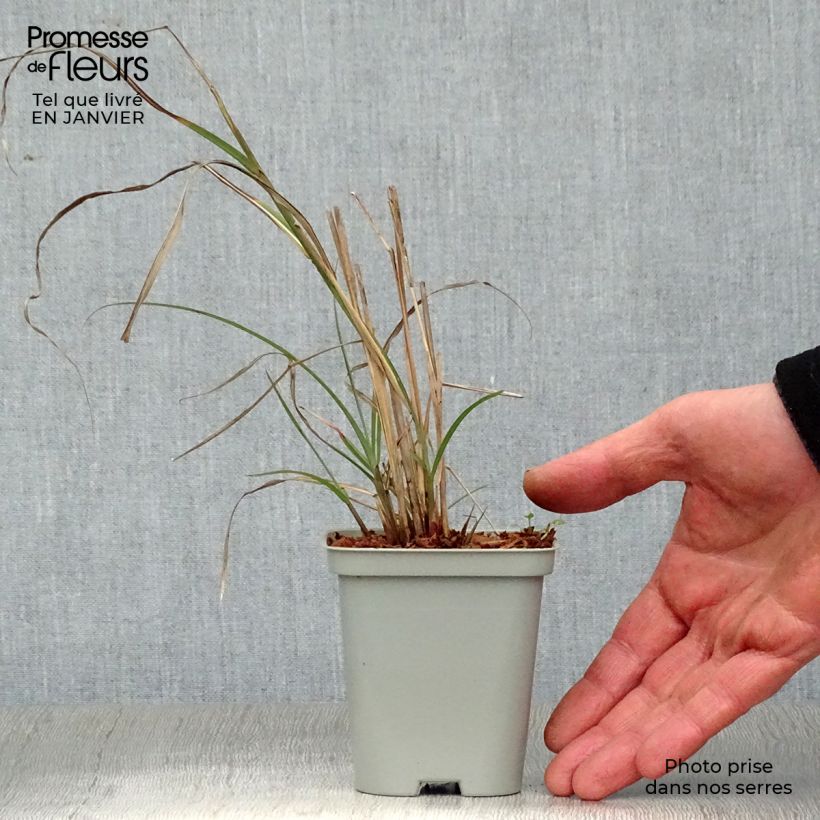 Amostra de Erva-zebra Adagio - Miscanthus sinensis Vaso de 8/9 cm tal como entregue no inverno