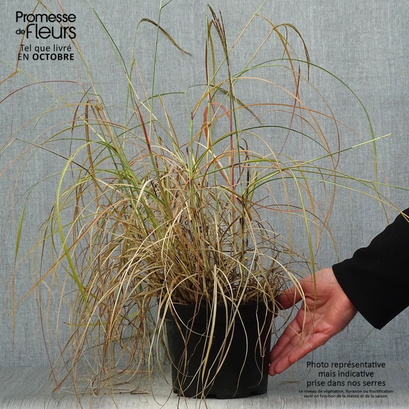 Amostra de Erva-zebra Adagio - Miscanthus sinensis Vaso de 2 L/3 L tal como entregue no outono