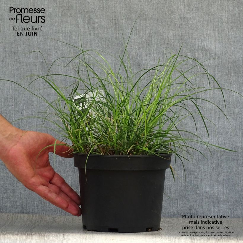 Amostra de Erva-zebra Adagio - Miscanthus sinensis Vaso de 2 L/3 L tal como entregue no verão