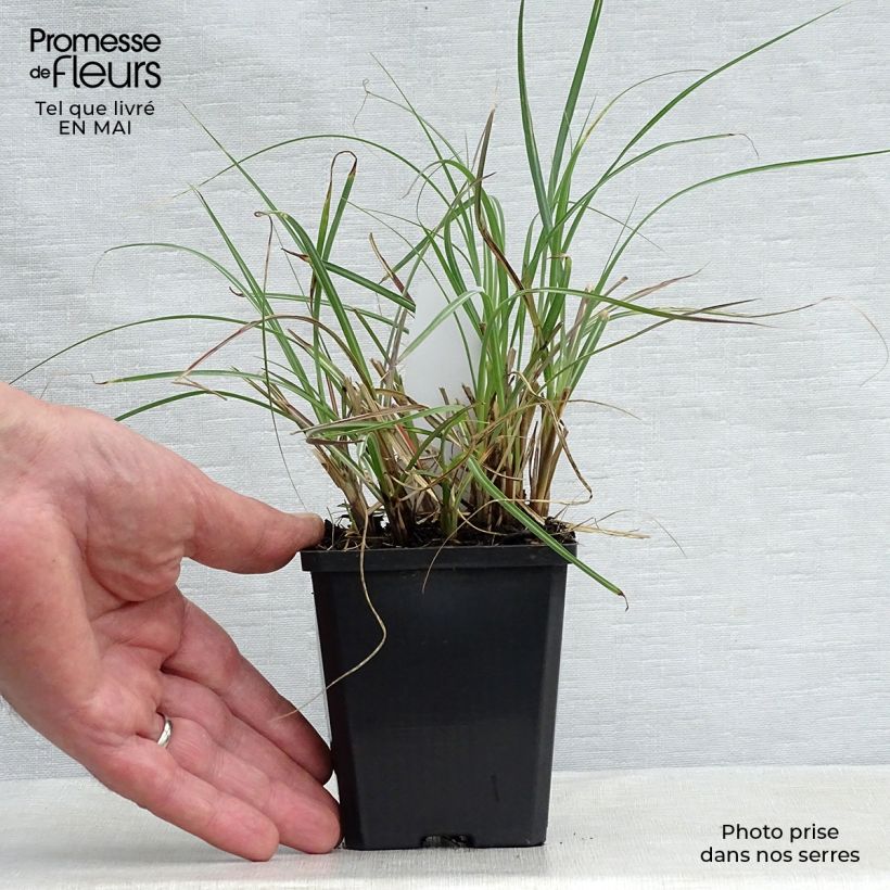Amostra de Erva-zebra Adagio - Miscanthus sinensis Vaso de 8/9 cm tal como entregue na primavera