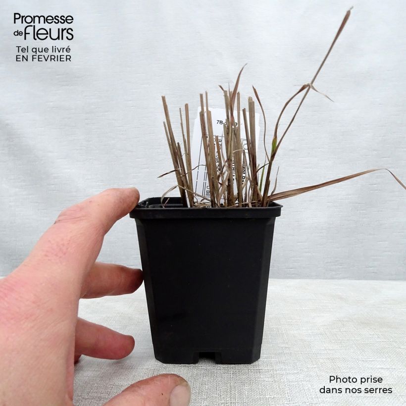 Amostra de Miscanthus sinensis Afrika - Eulalie - Roseau de Chine Vaso de 8/9 cm tal como entregue no inverno