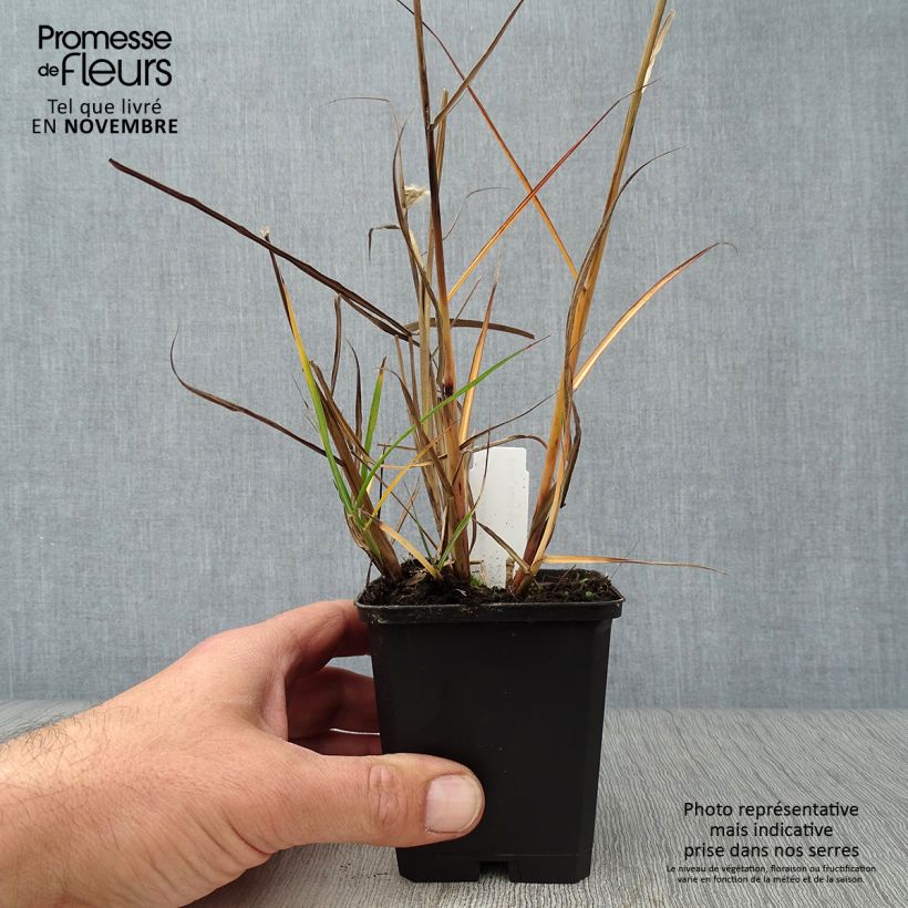 Amostra de Miscanto sinensis Aperitiv Vaso de 8/9 cm tal como entregue no outono