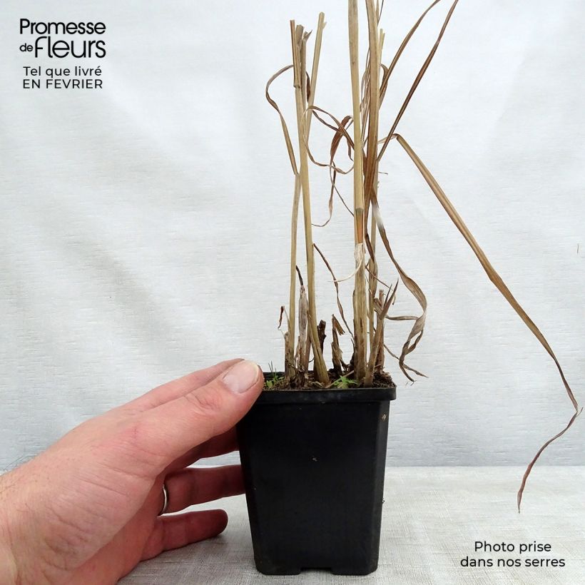 Amostra de Miscanthus sinensis August Feder - Eulalie, Roseau de Chine  Godet de 8/9 cm tal como entregue no inverno