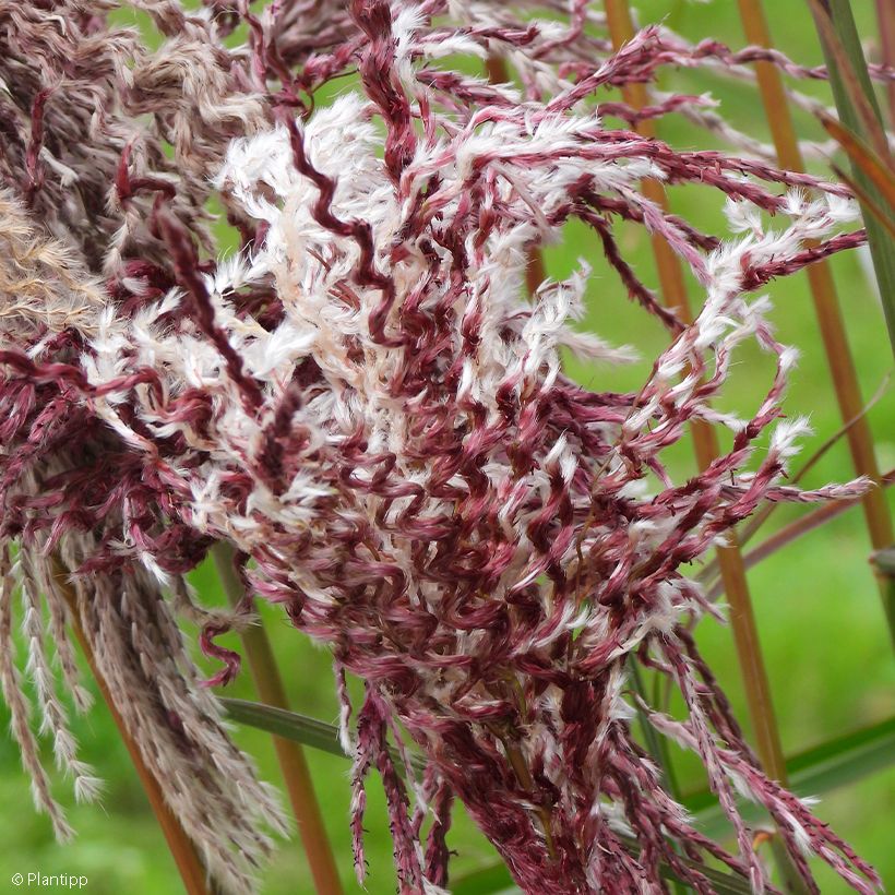 Miscanto sinensis Boucle (Floração)