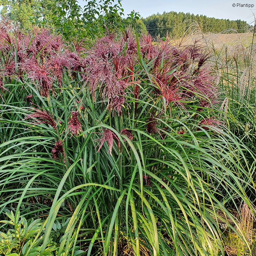 Miscanto sinensis Boucle (Hábito)