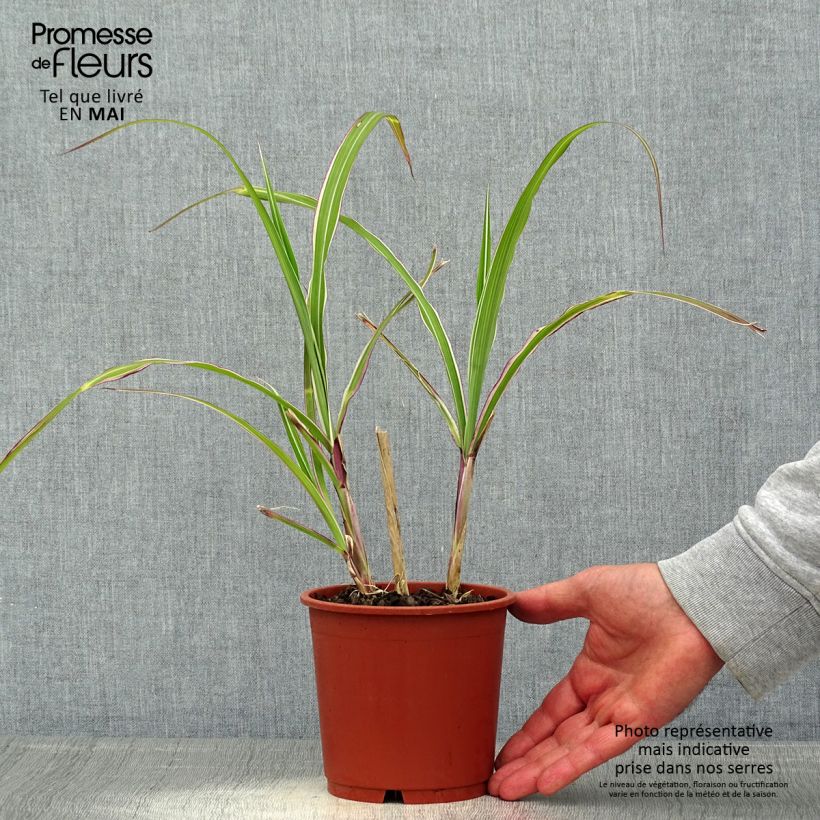 Amostra de Miscanto sinensis Cosmopolitan Vaso de 1 L/1,5 L tal como entregue na primavera
