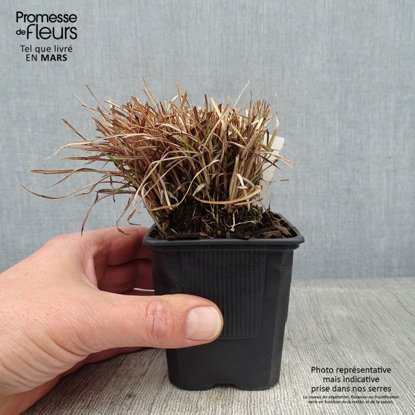 Amostra de Miscanthus sinensis Cute One - Roseau de Chine nain. Vaso de 8/9 cm tal como entregue no inverno