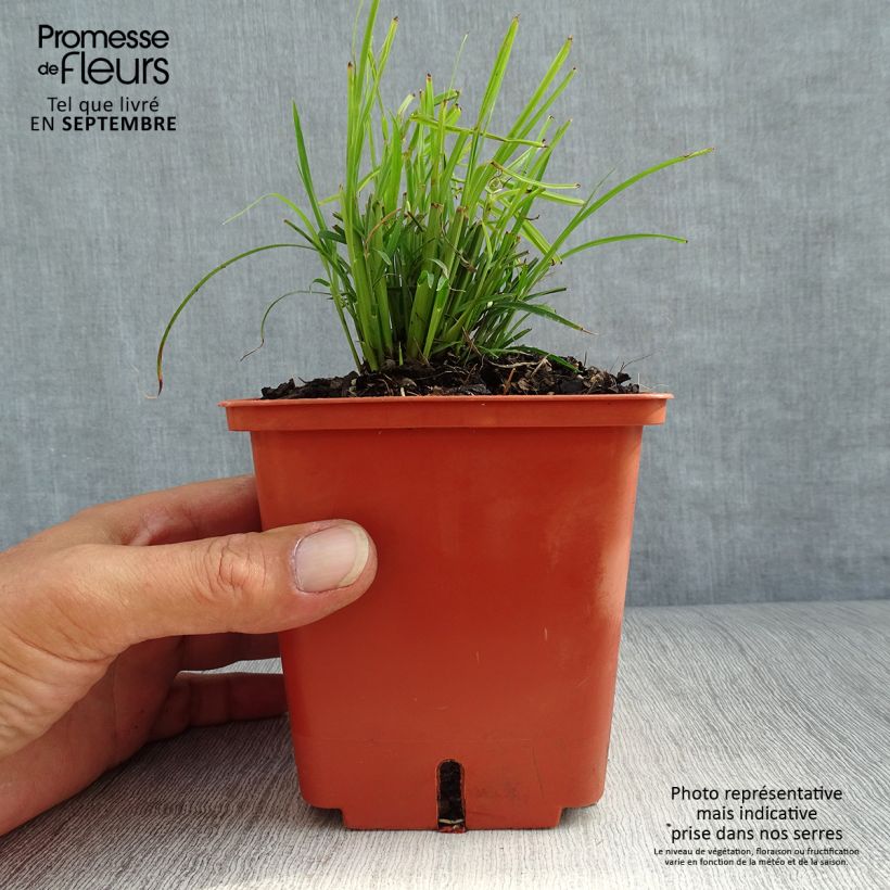 Amostra de Miscanto sinensis Cute One Vaso de 1 L/1,5 L tal como entregue no outono