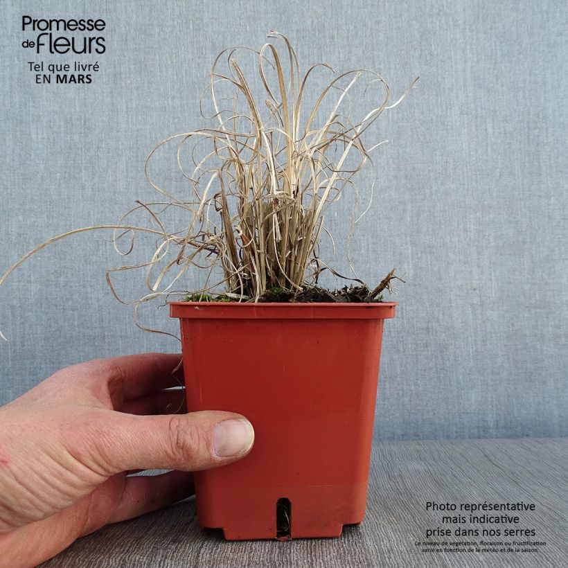Amostra de Miscanthus sinensis Cute One - Roseau de Chine nain. Vaso de 1 L/1,5 L tal como entregue no inverno