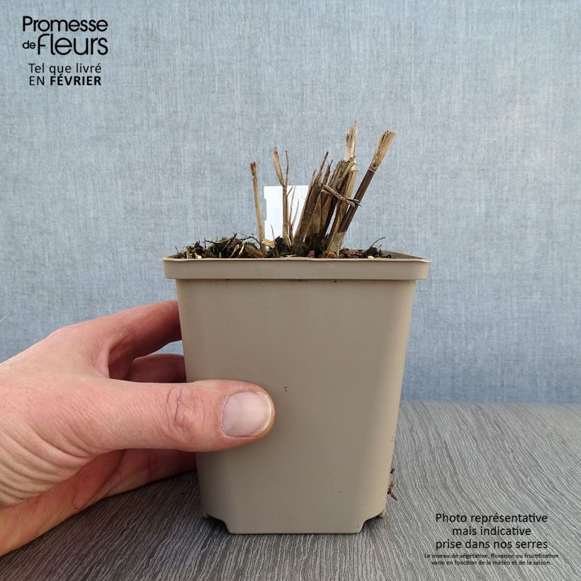 Amostra de Miscanthus sinensis Dronning Ingrid - Roseau de Chine Vaso de 8/9 cm tal como entregue no inverno