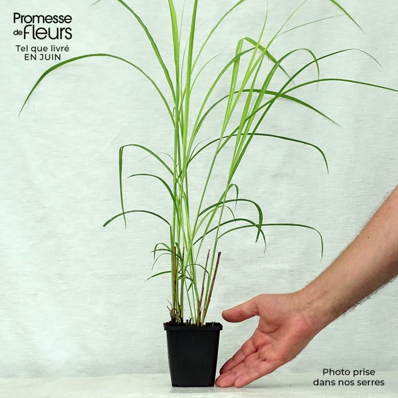 Amostra de Miscanto sinensis Dronning Ingrid Vaso de 8/9 cm tal como entregue no verão