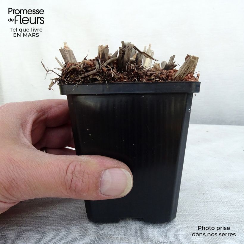 Amostra de Miscanto sinensis Emmanuel Lepage Vaso de 8/9 cm tal como entregue na primavera