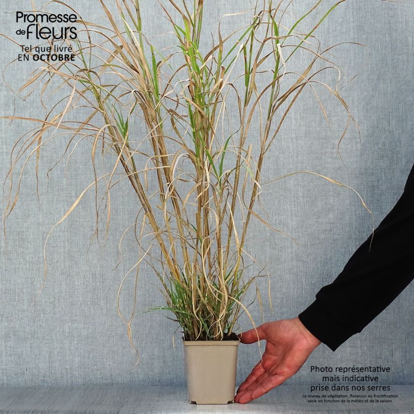 Amostra de Miscanto sinensis Etincelle Vaso de 8/9 cm tal como entregue no outono