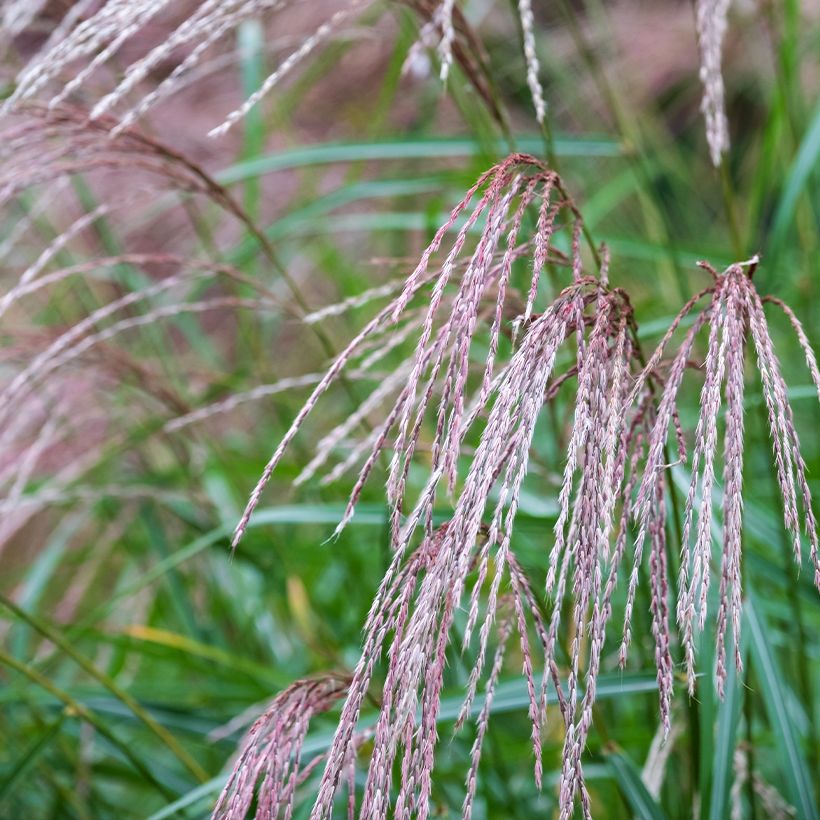 Miscanto sinensis Flamingo (Floração)