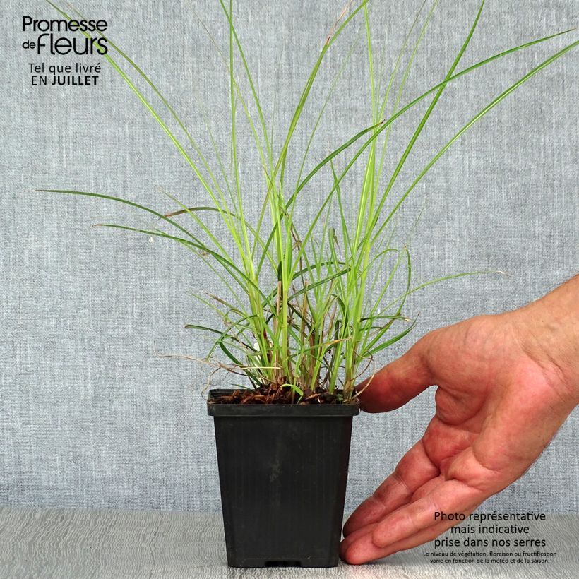 Amostra de Miscanto sinensis Flamingo Vaso de 8/9 cm tal como entregue no verão