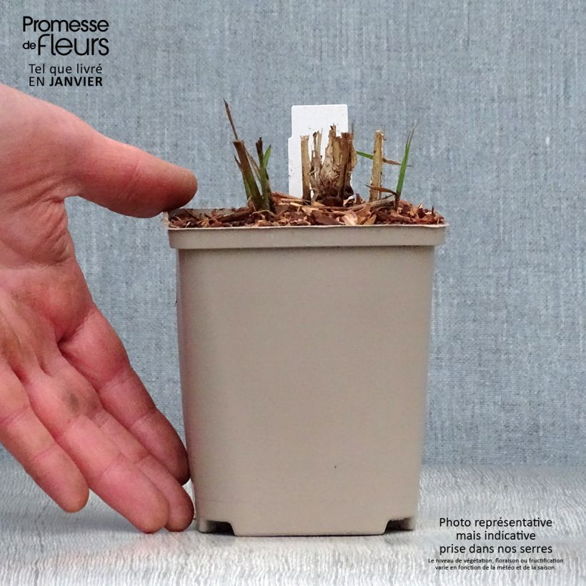 Amostra de Miscanto sinensis Flamingo Vaso de 8/9 cm tal como entregue no inverno