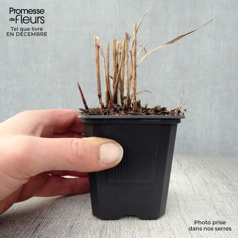 Amostra de Miscanthus sinensis Ghana - Roseau de Chine Vaso de 8/9 cm tal como entregue no inverno