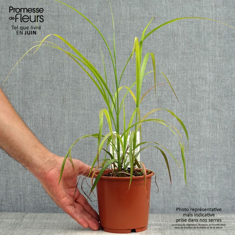Amostra de Miscanto sinensis Ghana Vaso de 1 L/1,5 L tal como entregue no verão