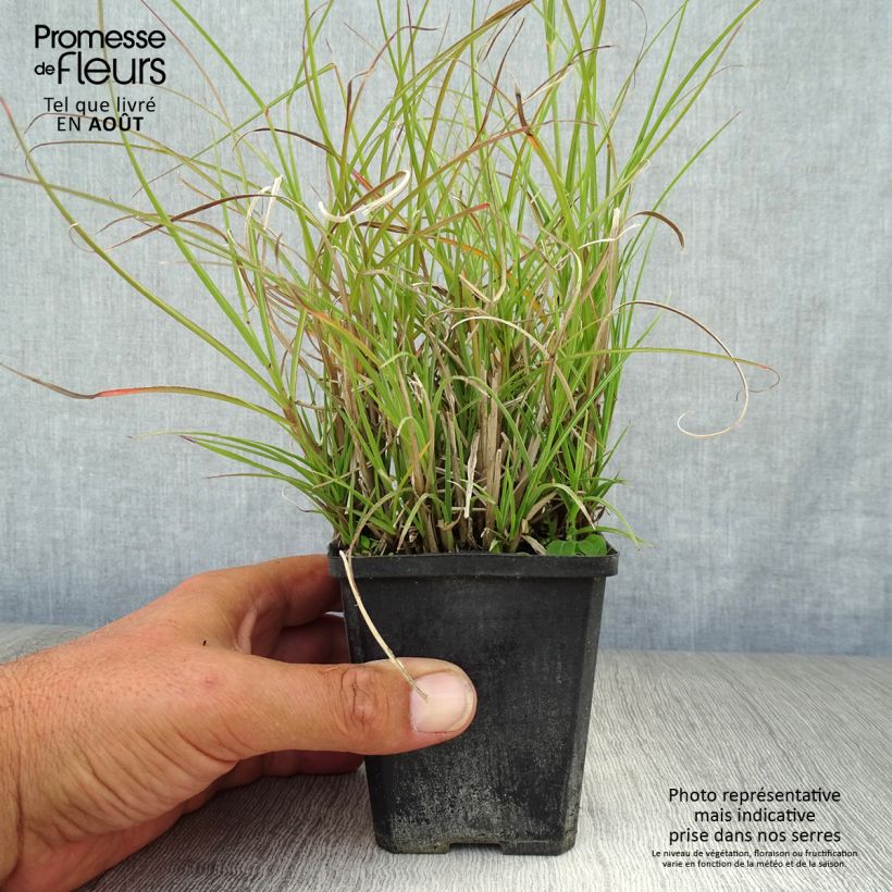 Amostra de Miscanto sinensis Gnom Vaso de 8/9 cm tal como entregue no verão