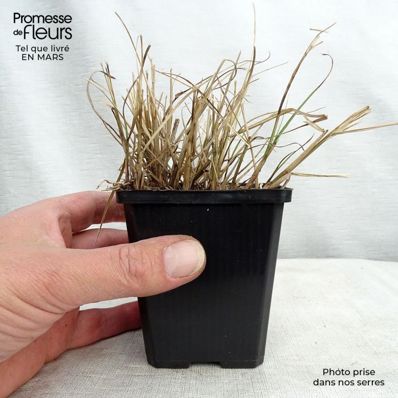 Amostra de Miscanthus sinensis Gnom - Eulalie, Roseau de Chine Godet de 8/9 cm tal como entregue no inverno
