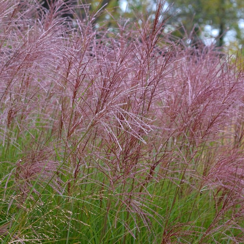 Miscanto sinensis Gracillimus (Floração)