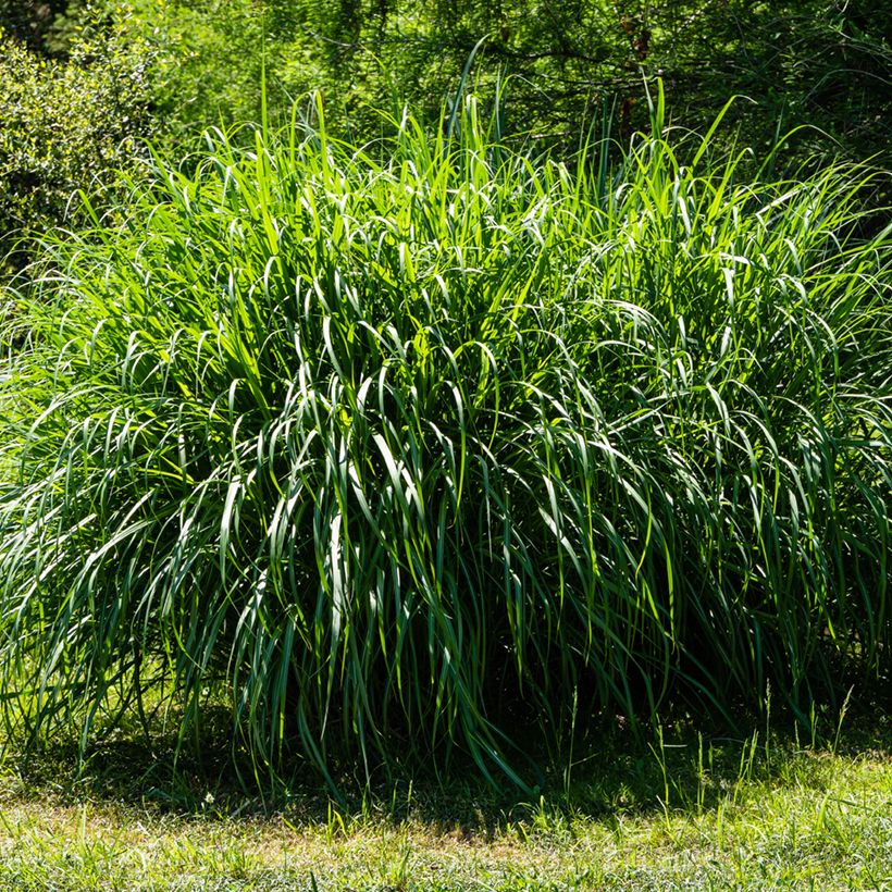Miscanto sinensis Gracillimus (Hábito)
