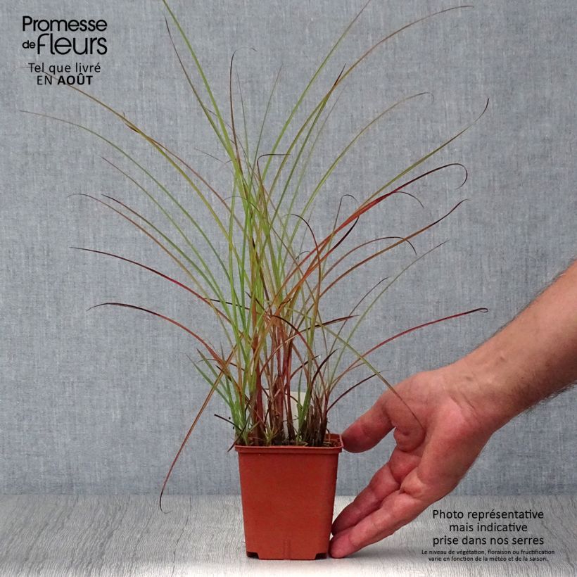 Amostra de Miscanto sinensis Graziella Vaso de 8/9 cm tal como entregue no verão