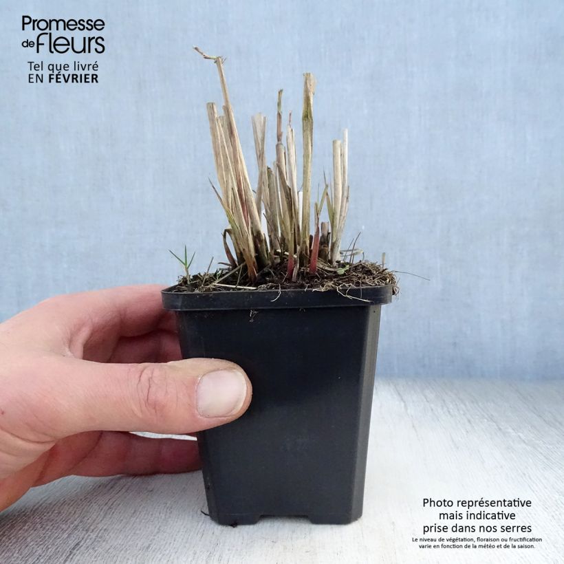 Amostra de Miscanthus sinensis Graziella - Roseau de Chine Vaso de 8/9 cm tal como entregue no inverno