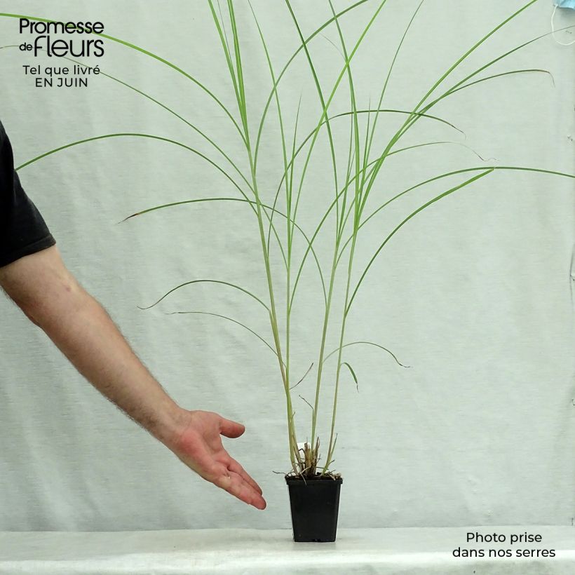 Amostra de Miscanto sinensis Kaskade Vaso de 8/9 cm tal como entregue no verão