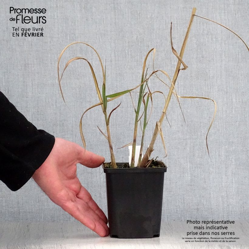 Amostra de Miscanthus sinensis Kaskade - Roseau de Chine Vaso de 8/9 cm tal como entregue no inverno