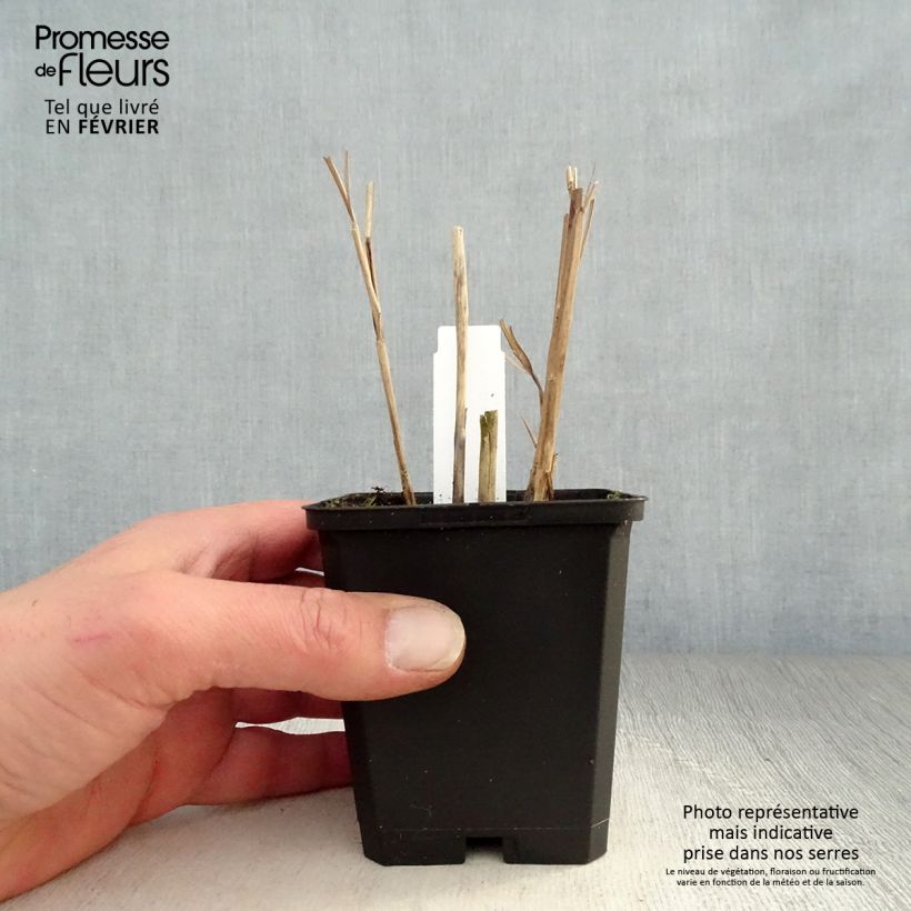 Amostra de Miscanthus sinensis Kleine Fontäne (Petite Fontaine) Vaso de 8/9 cm tal como entregue no inverno