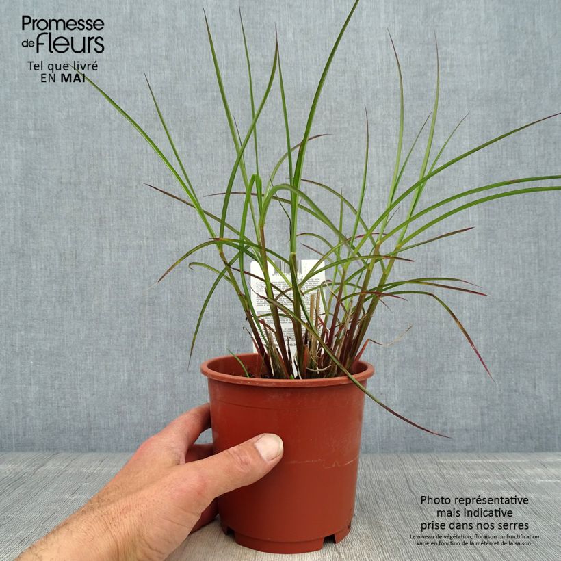 Amostra de Miscanto sinensis Kleine Fontäne Vaso de 1 L/1,5 L tal como entregue na primavera