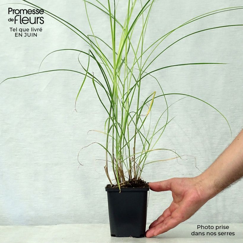 Amostra de Miscanto sinensis Kleine Silberspinne Vaso de 8/9 cm tal como entregue no verão