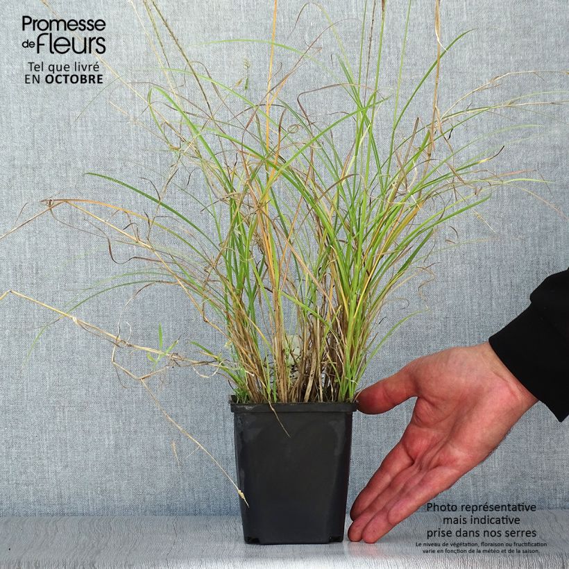 Amostra de Miscanto sinensis Kleine Silberspinne Vaso de 8/9 cm tal como entregue no outono