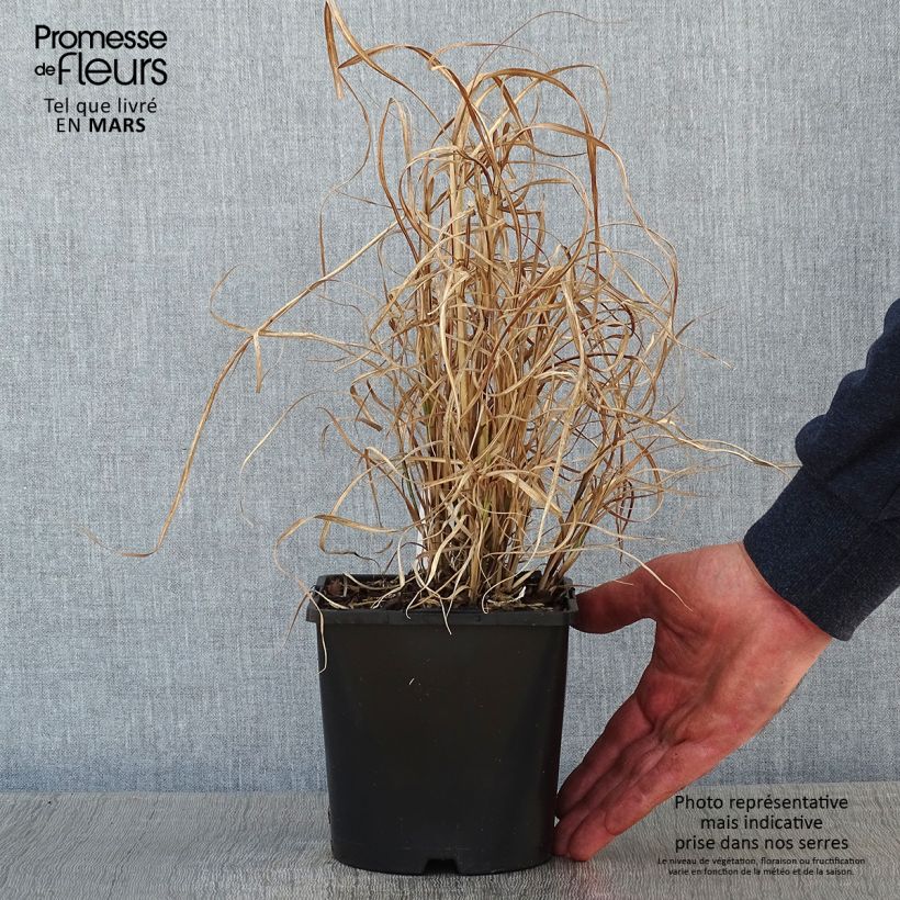 Amostra de Miscanthus sinensis Little Zebra - Roseau de Chine panaché en Vaso de 2 L/3 L tal como entregue no inverno