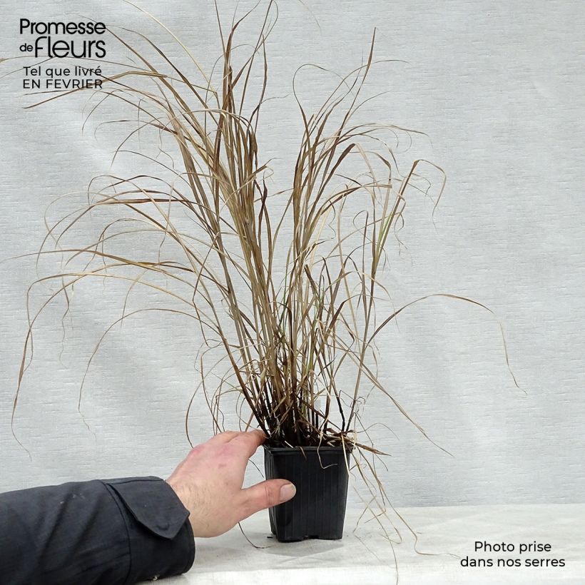 Amostra de Miscanthus sinensis Little Zebra - Roseau de Chine panaché en Vaso de 8/9 cm tal como entregue no inverno