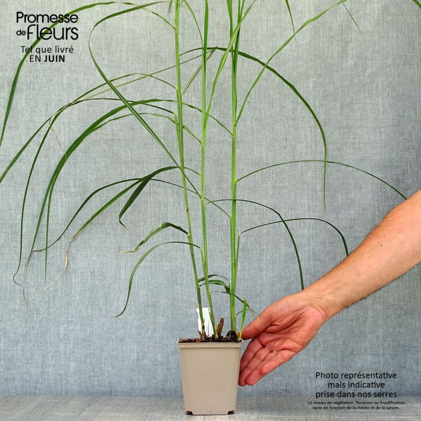 Amostra de Miscanto sinensis Malepartus Vaso de 8/9 cm tal como entregue no verão