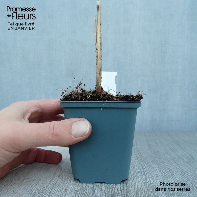 Amostra de Miscanto sinensis Malepartus Vaso de 8/9 cm tal como entregue no inverno