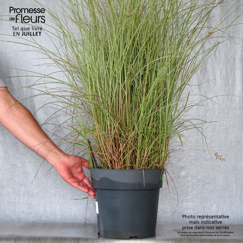 Amostra de Miscanto sinensis Morning Light Vaso de 7,5 L/10 L tal como entregue no verão