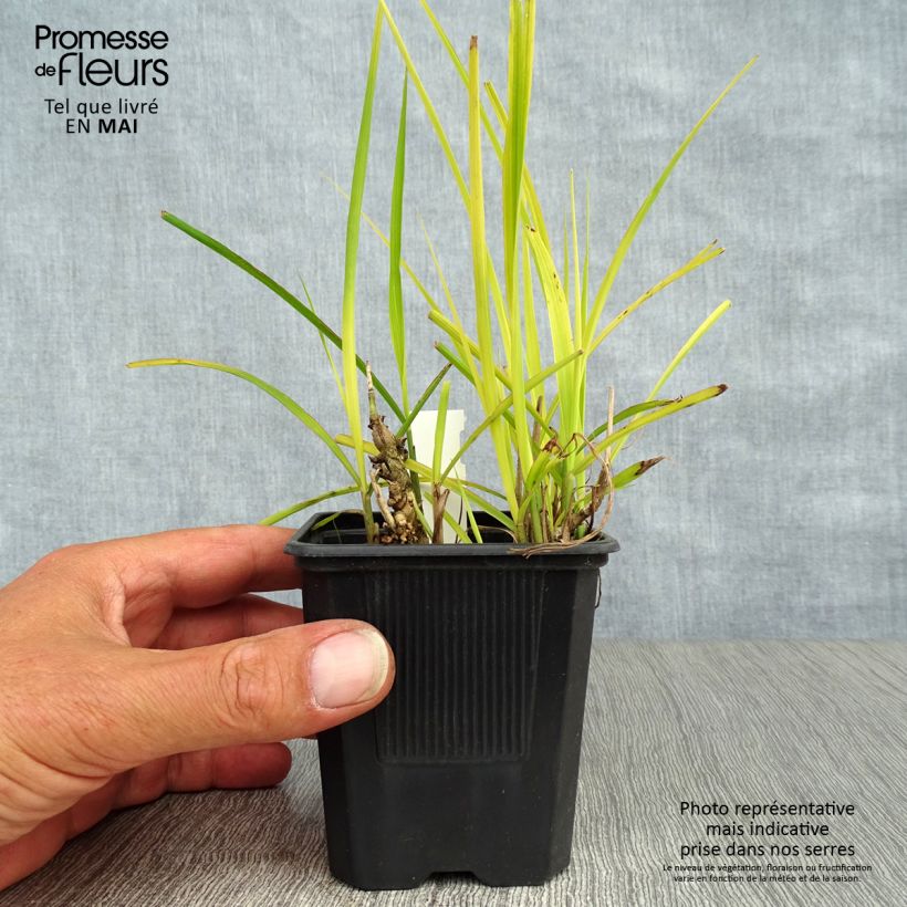 Amostra de Miscanto sinensis Purpurascens Vaso de 8/9 cm tal como entregue na primavera