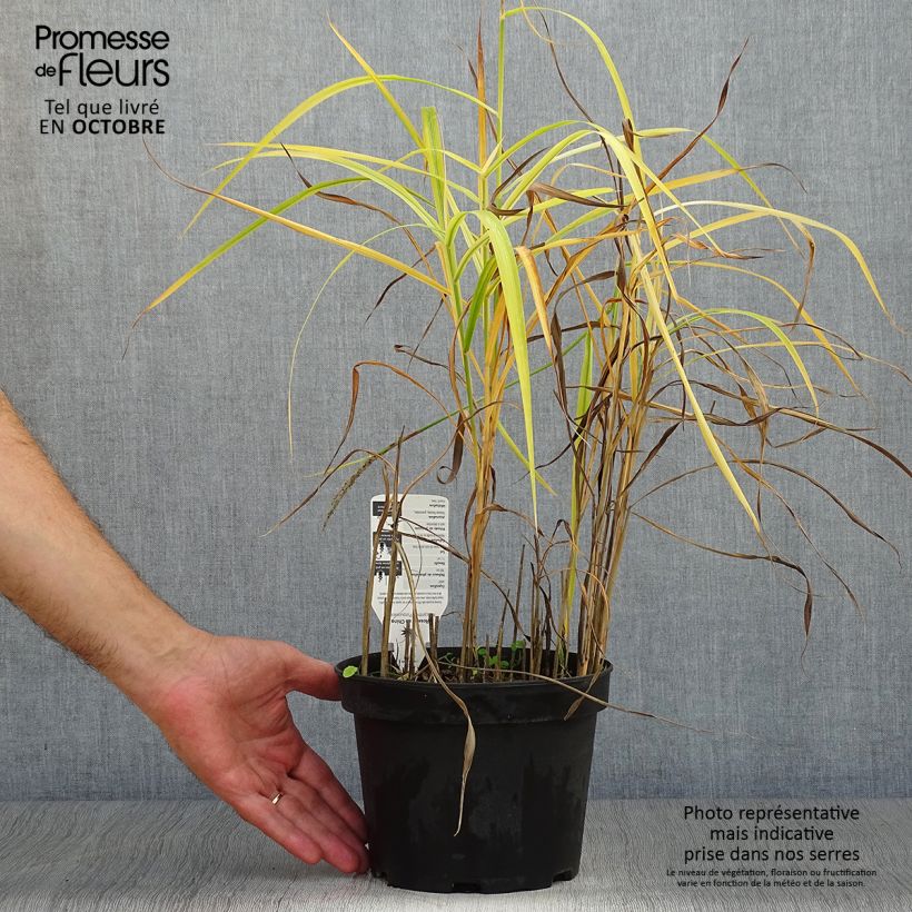 Amostra de Miscanto sinensis Purpurascens Vaso de 2 L/3 L tal como entregue no outono