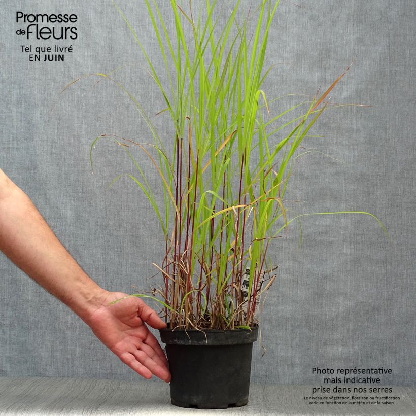 Amostra de Miscanto sinensis Purpurascens Vaso de 2 L/3 L tal como entregue no verão
