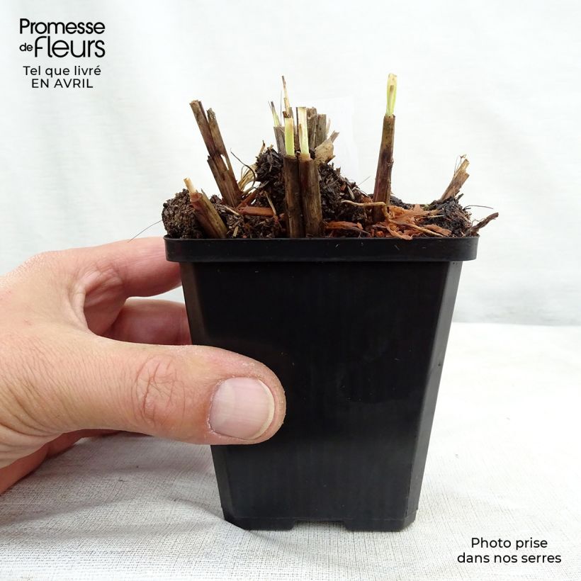 Amostra de Miscanto sinensis Red Chief Vaso de 8/9 cm tal como entregue na primavera