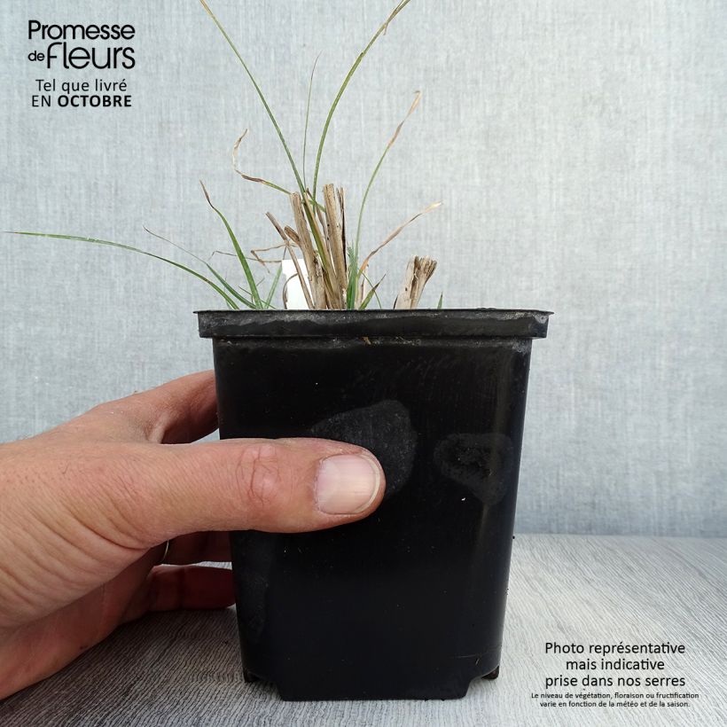 Amostra de Miscanto sinensis Rotsilber Vaso de 8/9 cm tal como entregue no outono