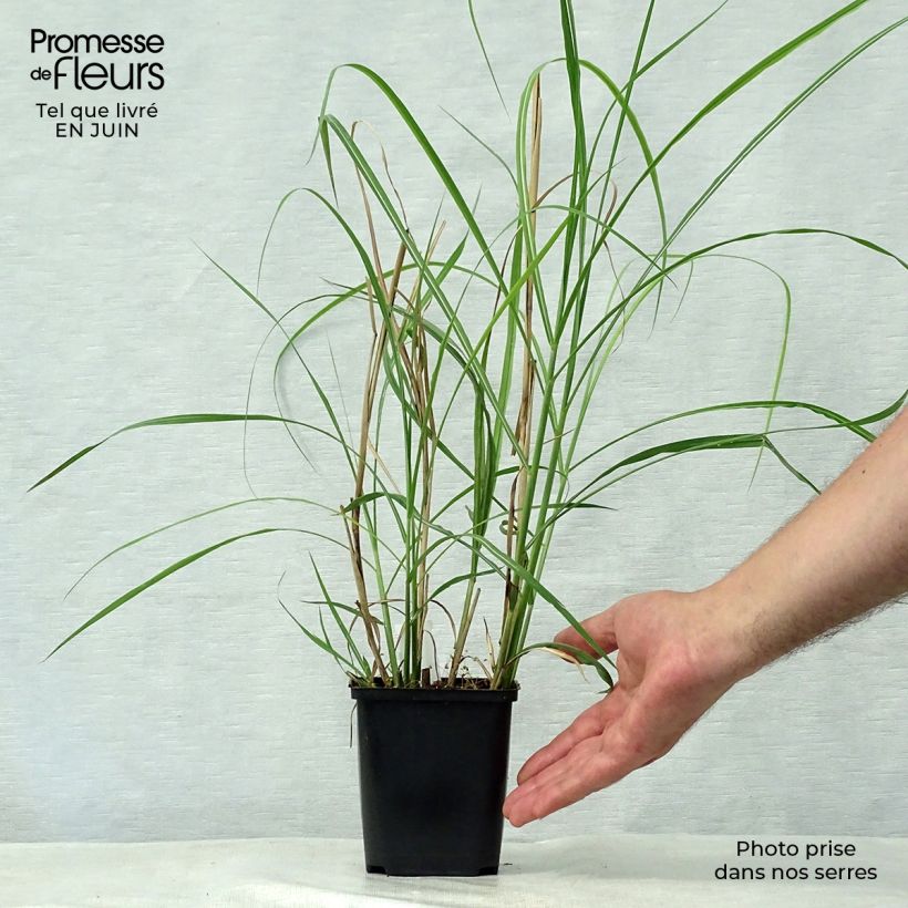 Amostra de Miscanto sinensis Rotsilber Vaso de 8/9 cm tal como entregue no verão