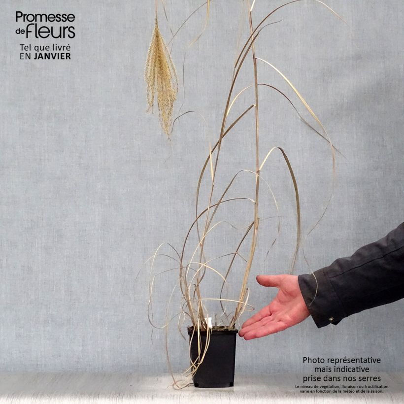 Amostra de Miscanthus sinensis Rotsilber - Roseau de Chine Vaso de 8/9 cm tal como entregue no inverno