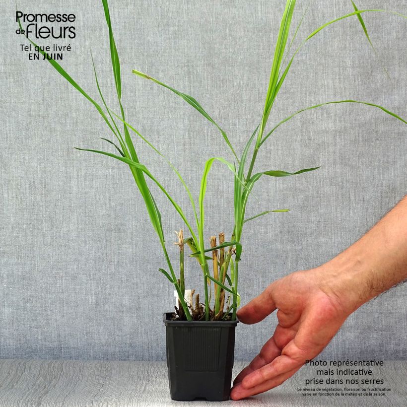 Amostra de Miscanto sinensis Silberfeder Vaso de 8/9 cm tal como entregue no verão