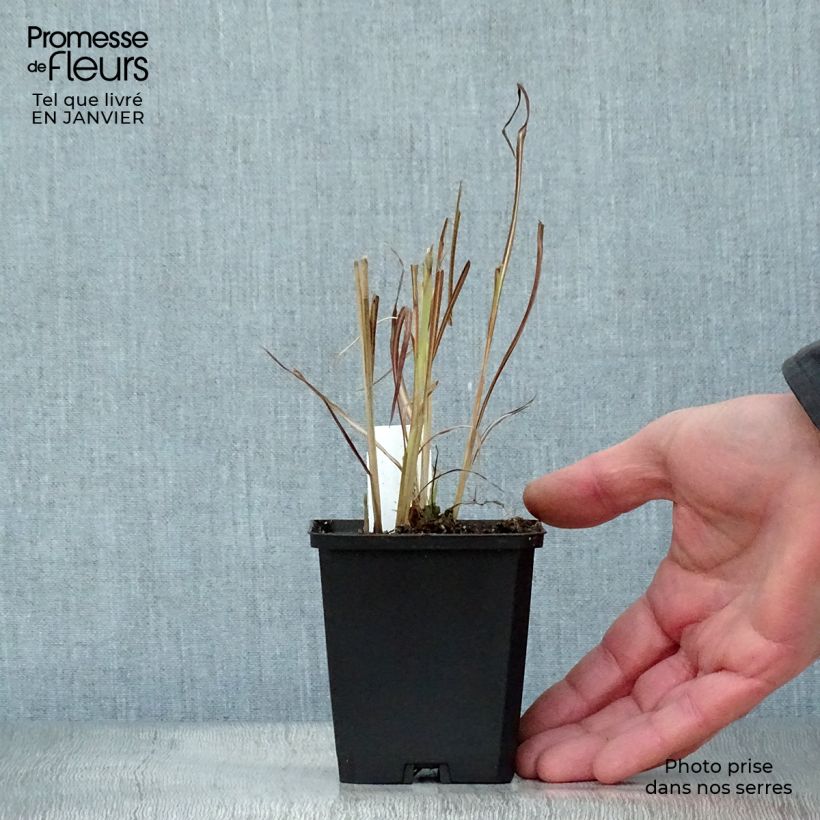 Amostra de Miscanto sinensis Silberfeder Vaso de 8/9 cm tal como entregue no inverno