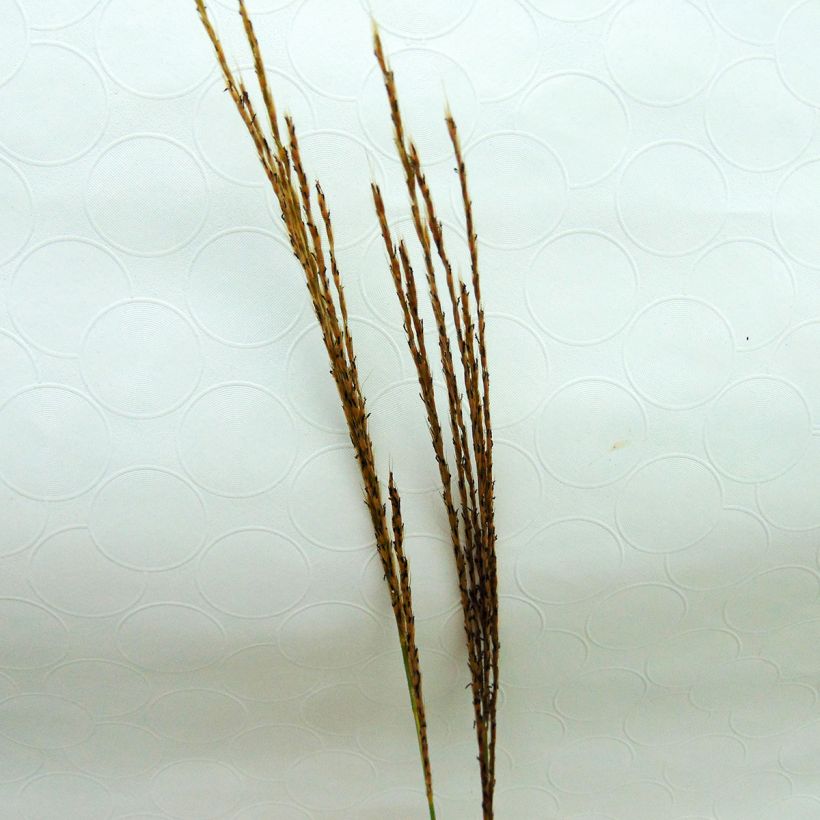 Miscanto sinensis Silberspinne (Floração)