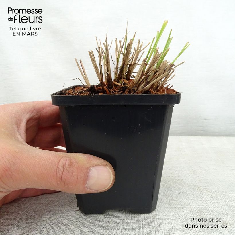 Amostra de Miscanto sinensis Silberspinne Vaso de 8/9 cm tal como entregue na primavera